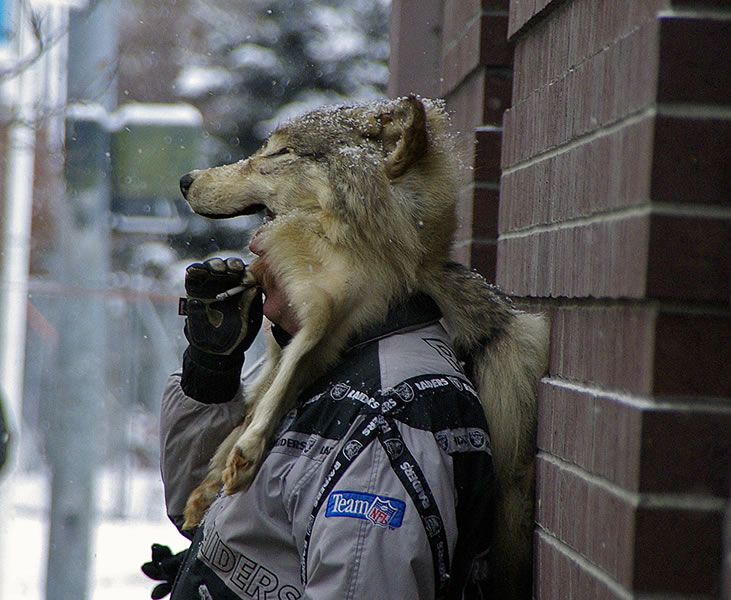 wolf fur hat. Brand new wolf fur hat