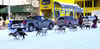 Fur Rondy Dog Sled Race 022909.02.1024