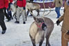 Running Of The Reindeer 022909.05.1024
