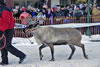 Running Of The Reindeer 022909.11.1024