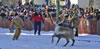 Running Of The Reindeer 022909.14.1024